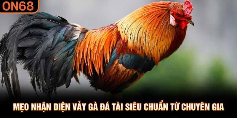 Mẹo nhận diện vảy g&agrave; đ&aacute; t&agrave;i si&ecirc;u chuẩn từ chuy&ecirc;n gia